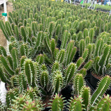 Euphorbia mlanjeana-Euphorbia-H4-6cm-image-12