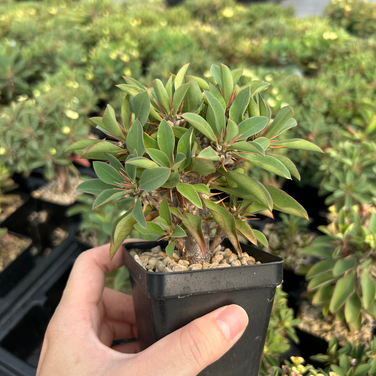 Euphorbia duranii — Euphorbia — listed size H5cm — Same Size Shipped — image 3: potted plant with a thick stem and leafy branch tips