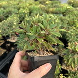 Euphorbia duranii — Euphorbia — listed size H5cm — Same Size Shipped — image 3: potted plant with a thick stem and leafy branch tips