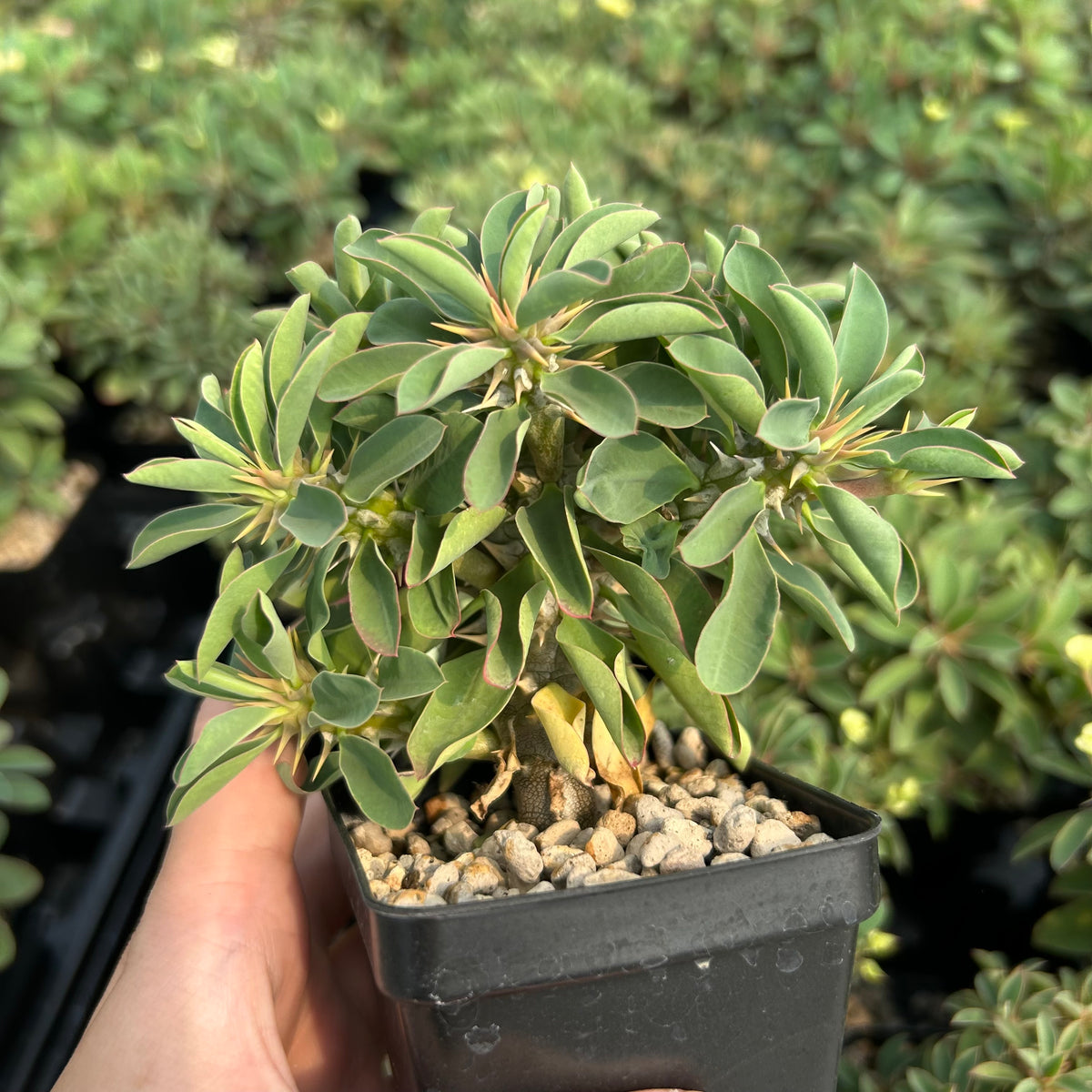 Euphorbia duranii — Euphorbia — listed size H5cm — Same Size Shipped — image 2: potted plant with a thick stem and leafy branch tips