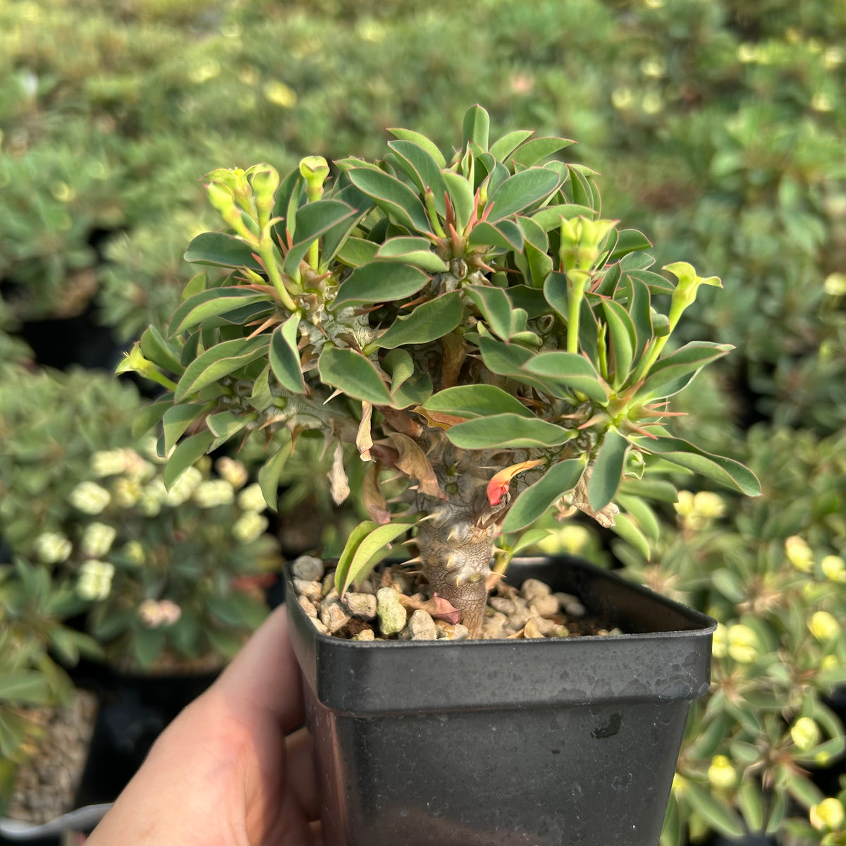 Euphorbia duranii — Euphorbia — listed size H5cm — Same Size Shipped — image 5: potted plant with a thick stem and leafy branch tips