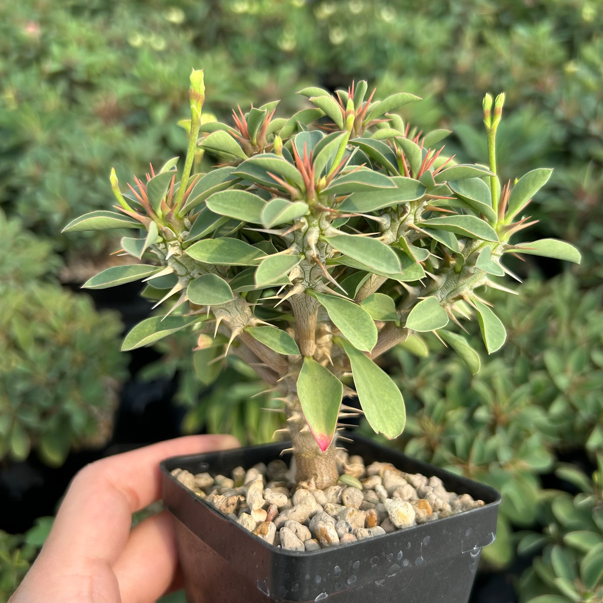 Euphorbia duranii — Euphorbia — listed size H5cm — Same Size Shipped — image 4: potted plant with a thick stem and leafy branch tips