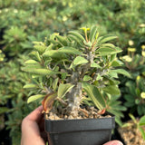 Euphorbia duranii — Euphorbia — listed size H5cm — Same Size Shipped — image 1: potted plant with a thick stem and leafy branch tips