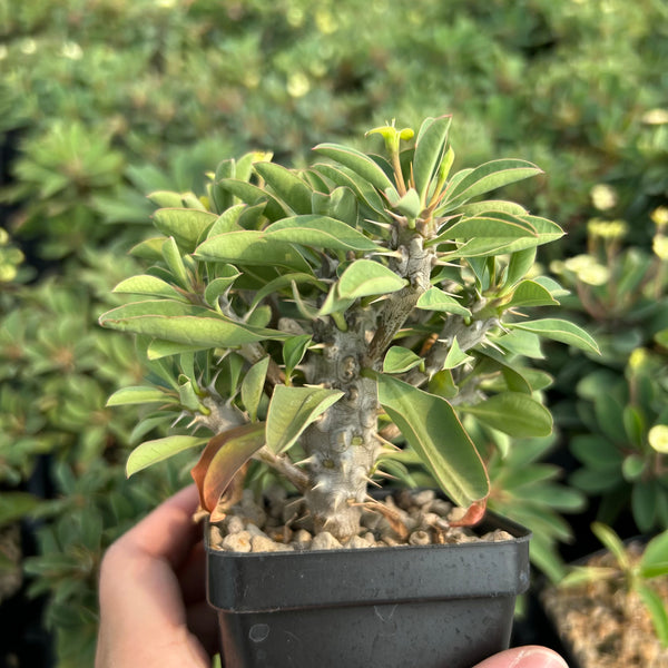 Euphorbia duranii — Euphorbia — listed size H5cm — Same Size Shipped — image 1: potted plant with a thick stem and leafy branch tips