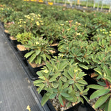 Euphorbia duranii — Euphorbia — listed size H5cm — Same Size Shipped — image 6: nursery group of Euphorbia duranii plants