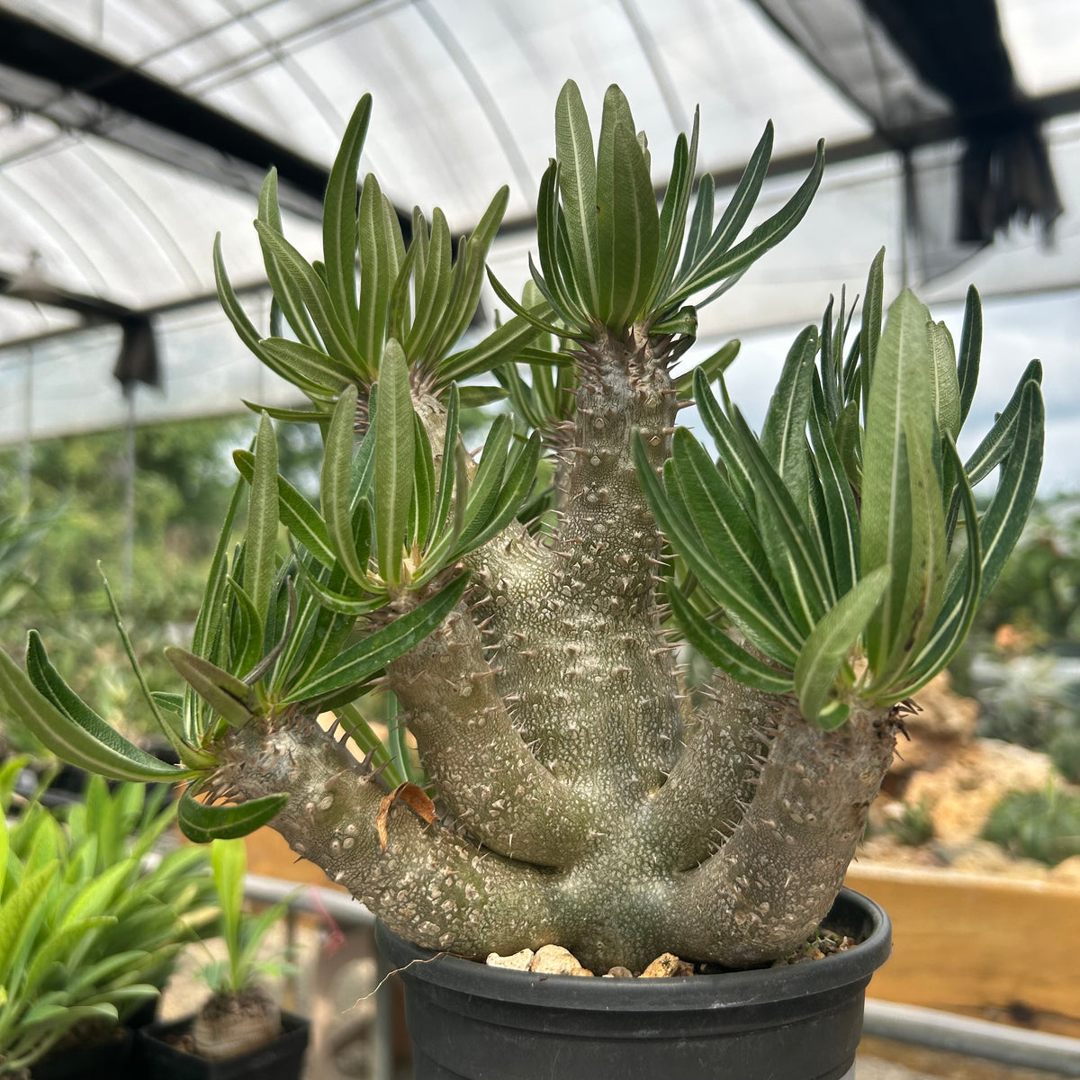 Pachypodium inopinatum-Pachypodium-H4-6cm&H15-20cm-image-2
