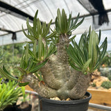 Pachypodium inopinatum-Pachypodium-H4-6cm&H15-20cm-image-2