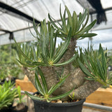 Pachypodium inopinatum-Pachypodium-H4-6cm&H15-20cm-image-3