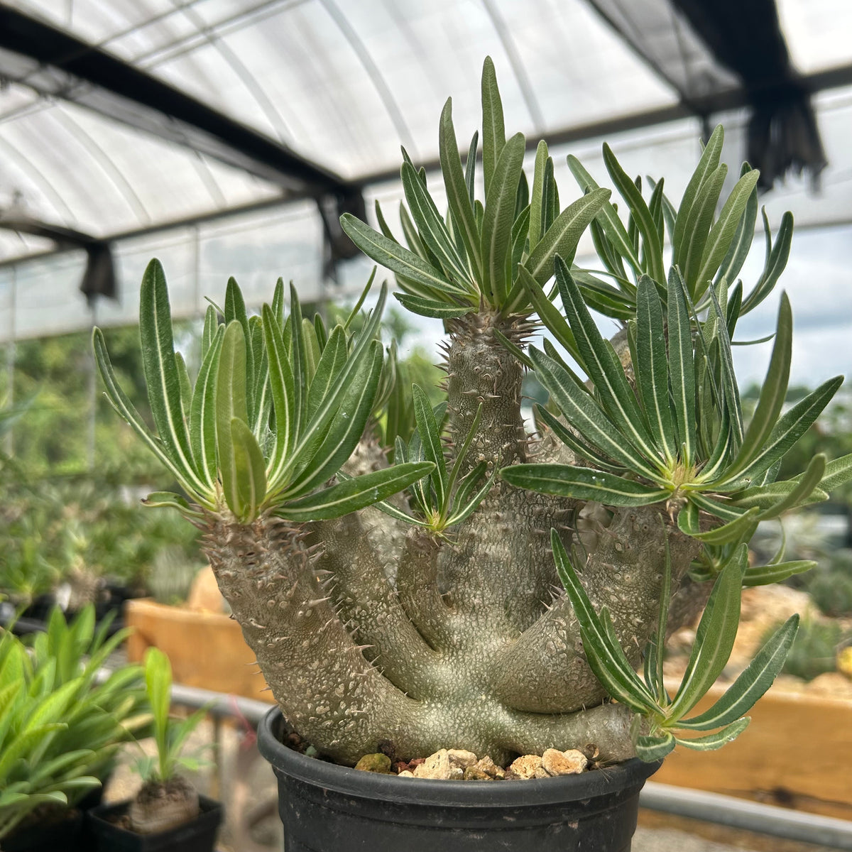 Pachypodium inopinatum-Pachypodium-H4-6cm&H15-20cm-image-4