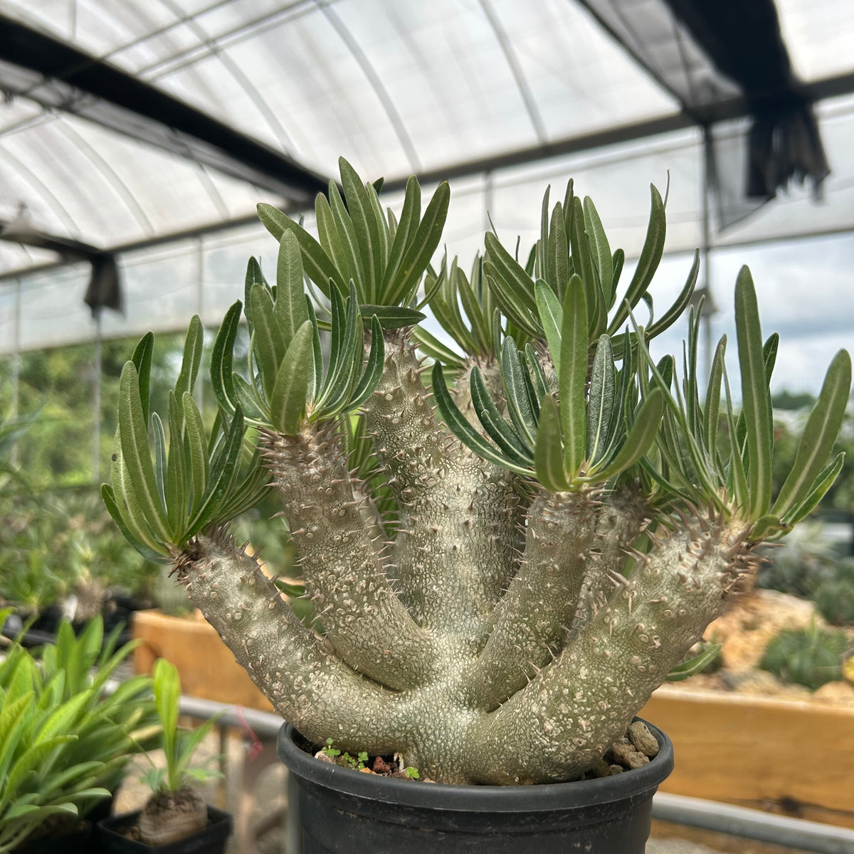 Pachypodium inopinatum-Pachypodium-H4-6cm&H15-20cm-image-5