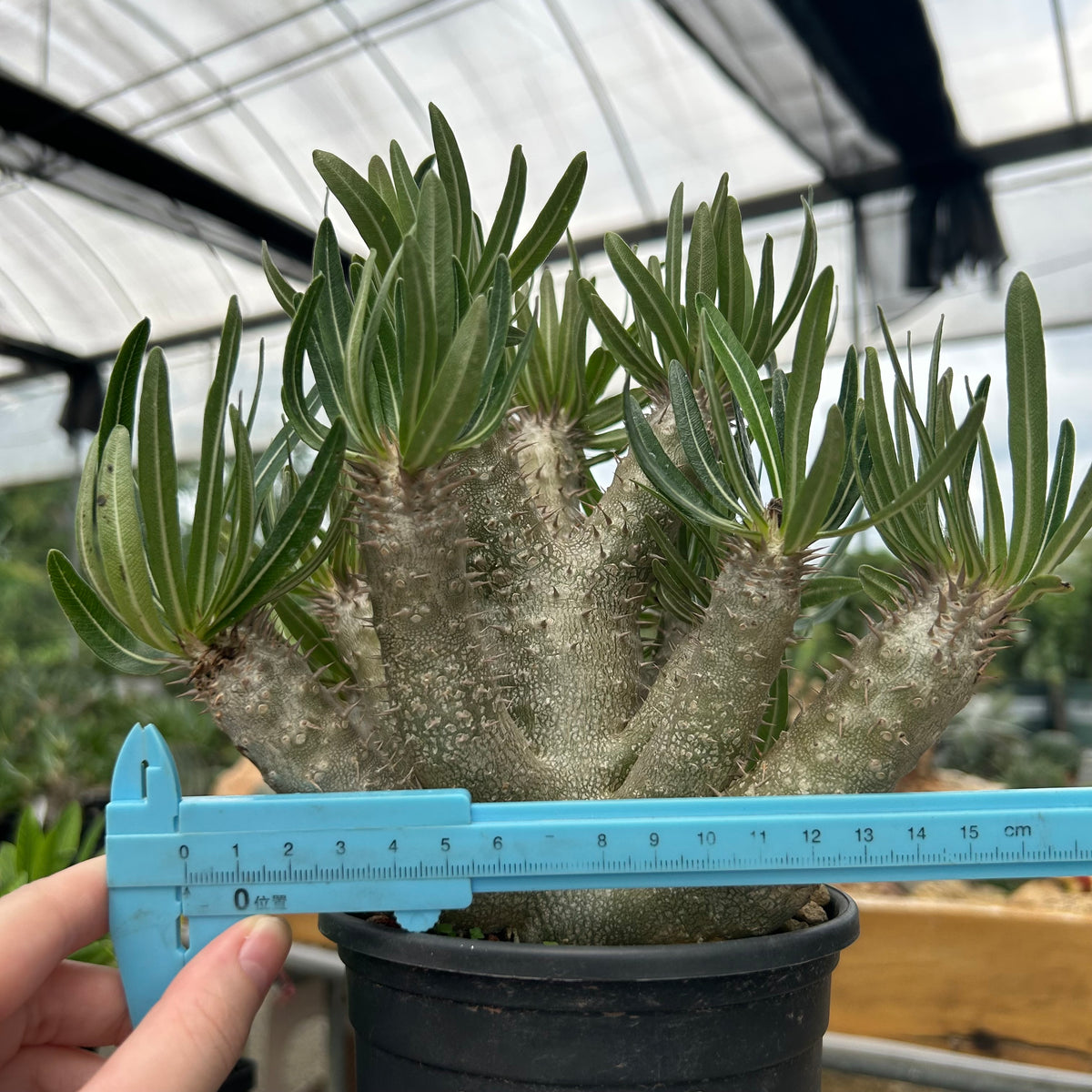 Pachypodium inopinatum-Pachypodium-H4-6cm&H15-20cm-image-6