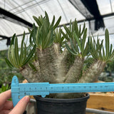 Pachypodium inopinatum-Pachypodium-H4-6cm&H15-20cm-image-6