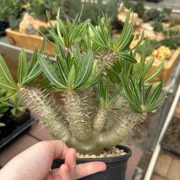 Pachypodium inopinatum-Pachypodium-H4-6cm&H15-20cm-image-8