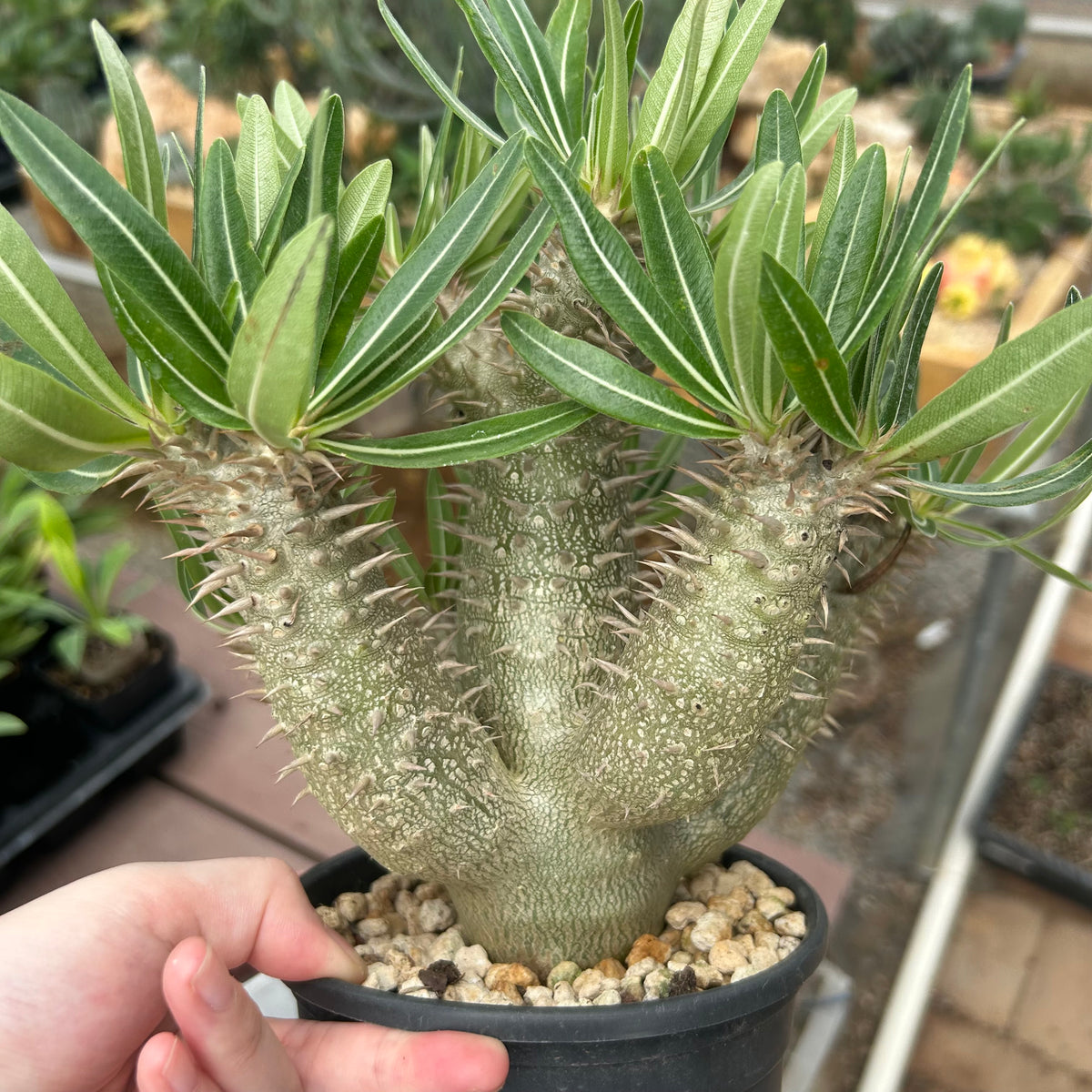 Pachypodium inopinatum-Pachypodium-H4-6cm&H15-20cm-image-9
