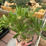 Pachypodium inopinatum-Pachypodium-H4-6cm&H15-20cm-image-10