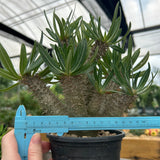 Pachypodium inopinatum-Pachypodium-H4-6cm&H15-20cm-image-11