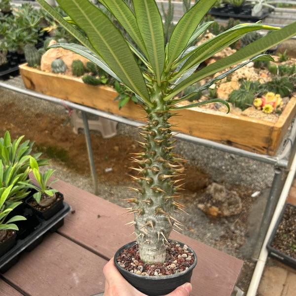 Pachypodium ambongense-Pachypodium-H20-25cm-image-1