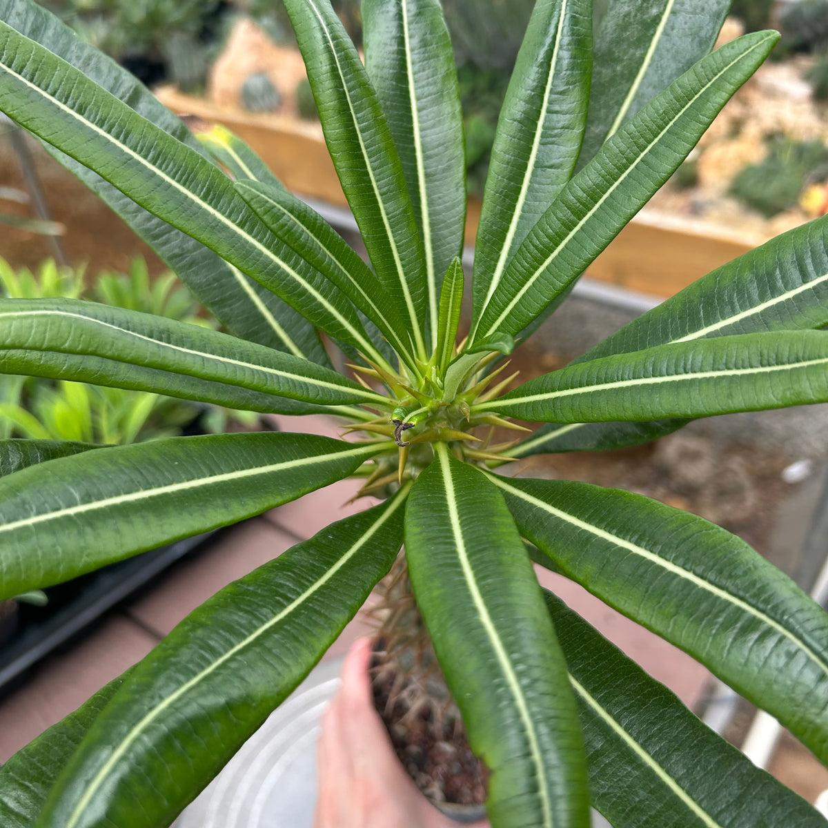 Pachypodium ambongense-Pachypodium-H20-25cm-image-2