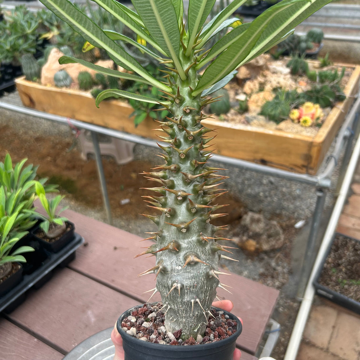 Pachypodium ambongense-Pachypodium-H20-25cm-image-3