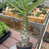 Pachypodium ambongense-Pachypodium-H20-25cm-image-3