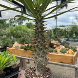 Pachypodium ambongense-Pachypodium-H20-25cm-image-4