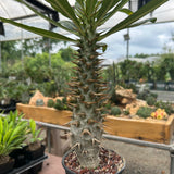 Pachypodium ambongense-Pachypodium-H20-25cm-image-5