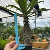 Pachypodium ambongense-Pachypodium-H20-25cm-image-6
