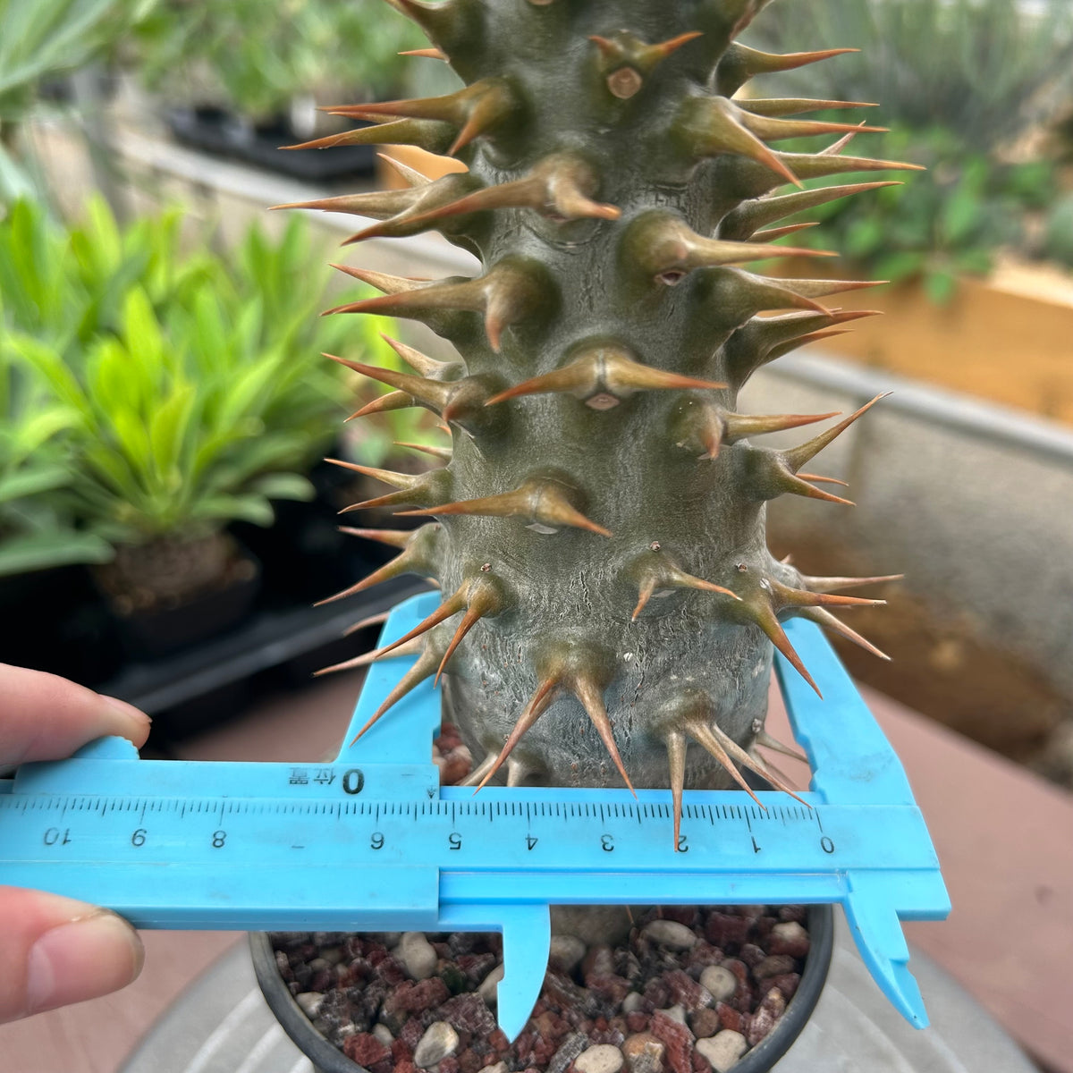 Pachypodium ambongense-Pachypodium-H20-25cm-image-7