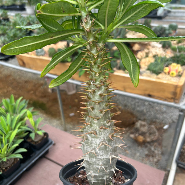Pachypodium ambongense-Pachypodium-H20-25cm-image-9