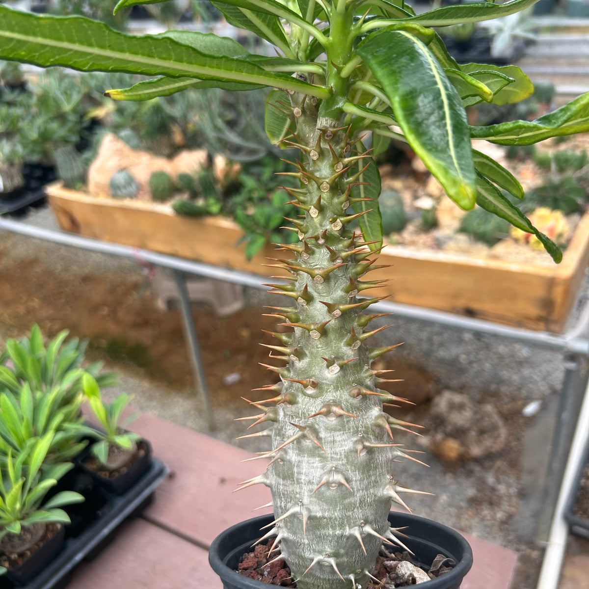 Pachypodium ambongense-Pachypodium-H20-25cm-image-10