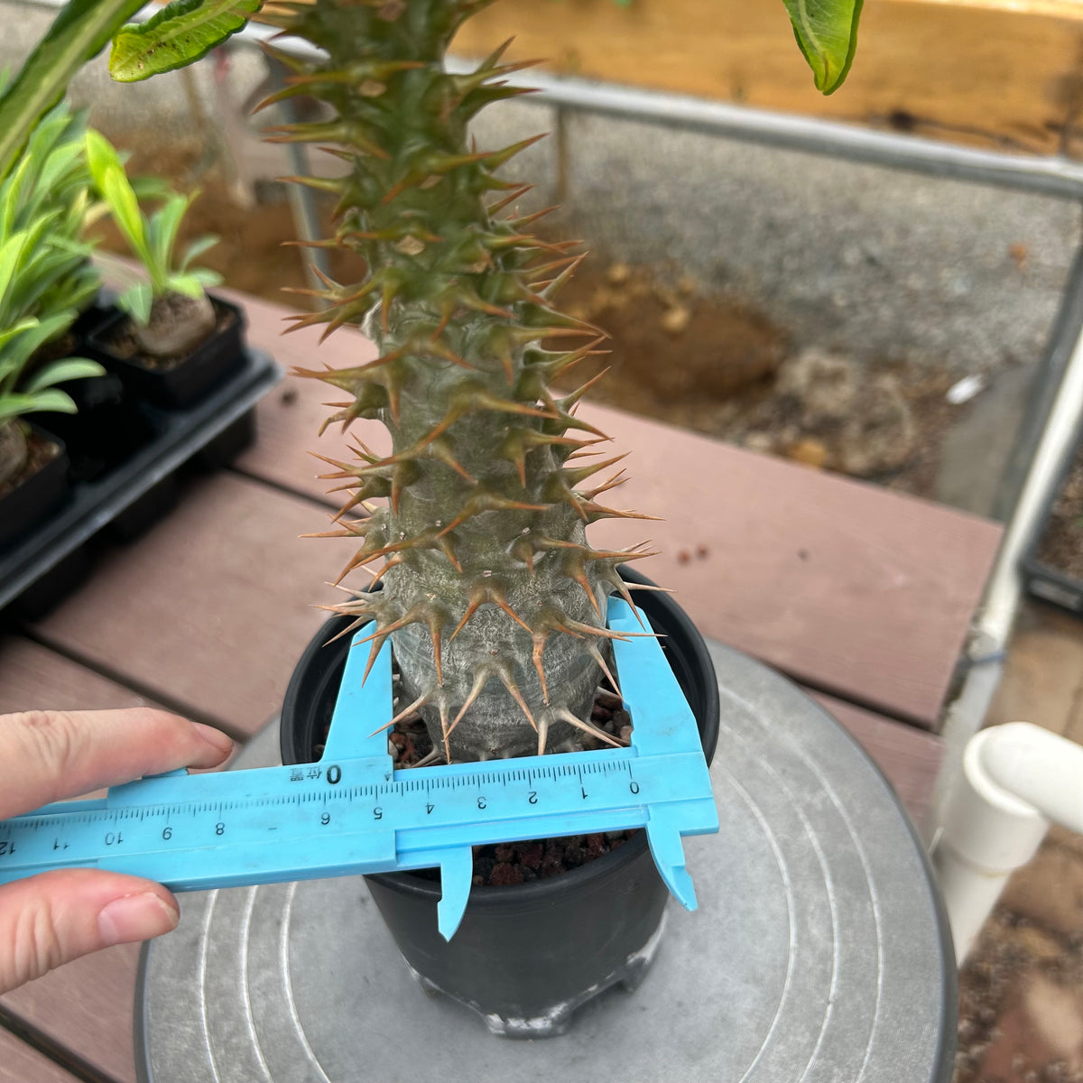 Pachypodium ambongense-Pachypodium-H20-25cm-image-12