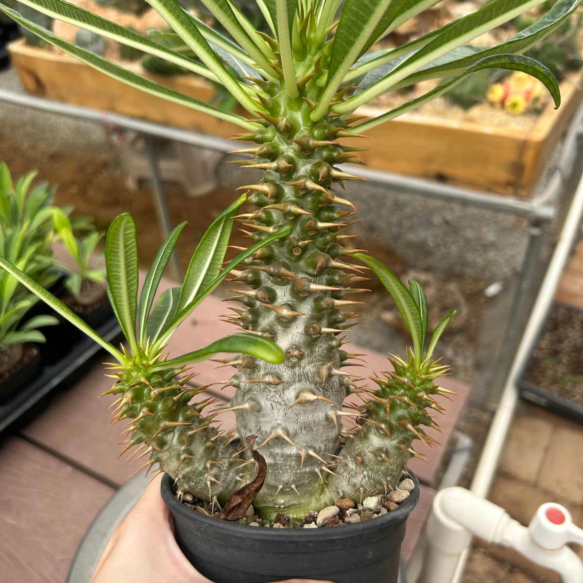 Pachypodium ambongense-Pachypodium-H20-25cm-image-14
