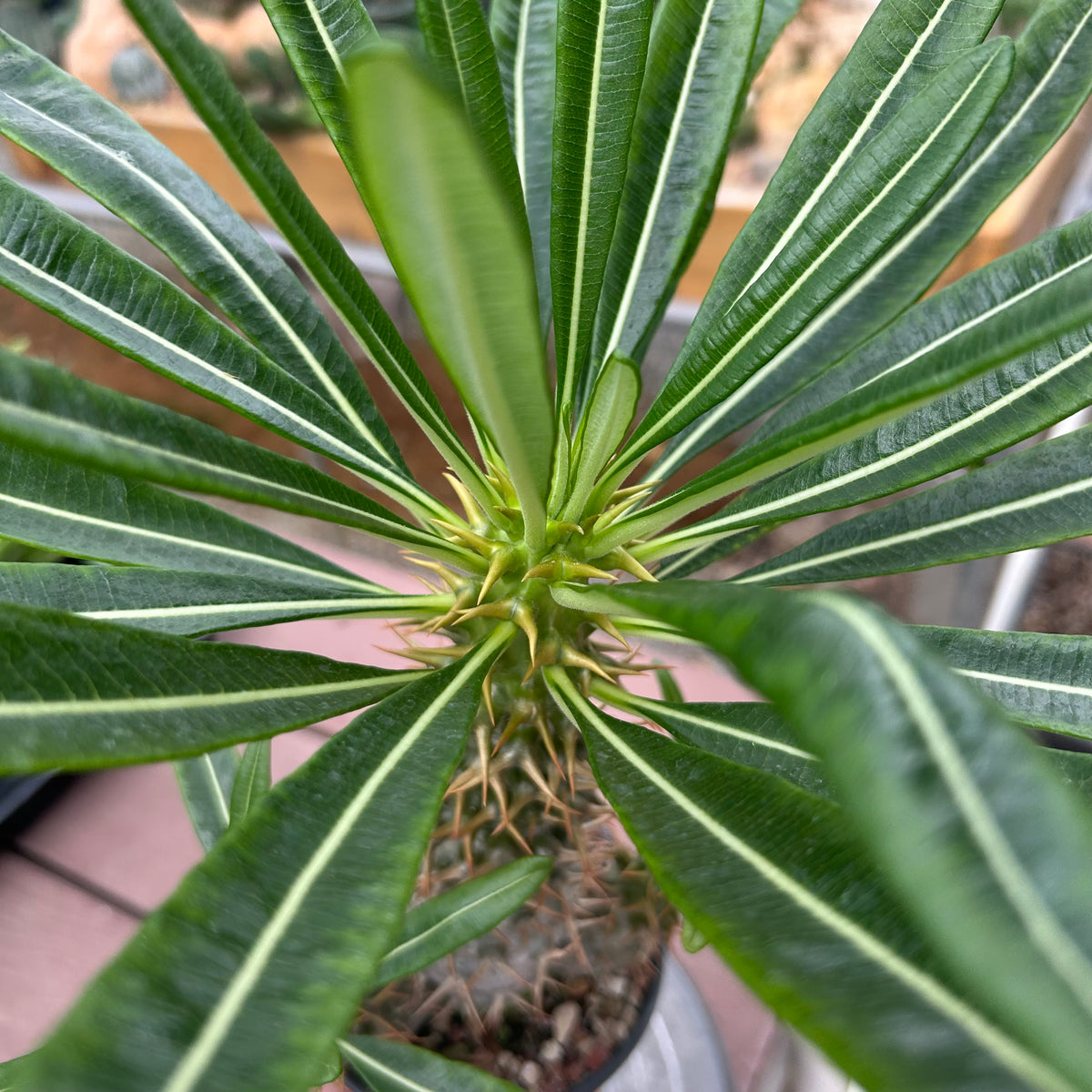 Pachypodium ambongense-Pachypodium-H20-25cm-image-16