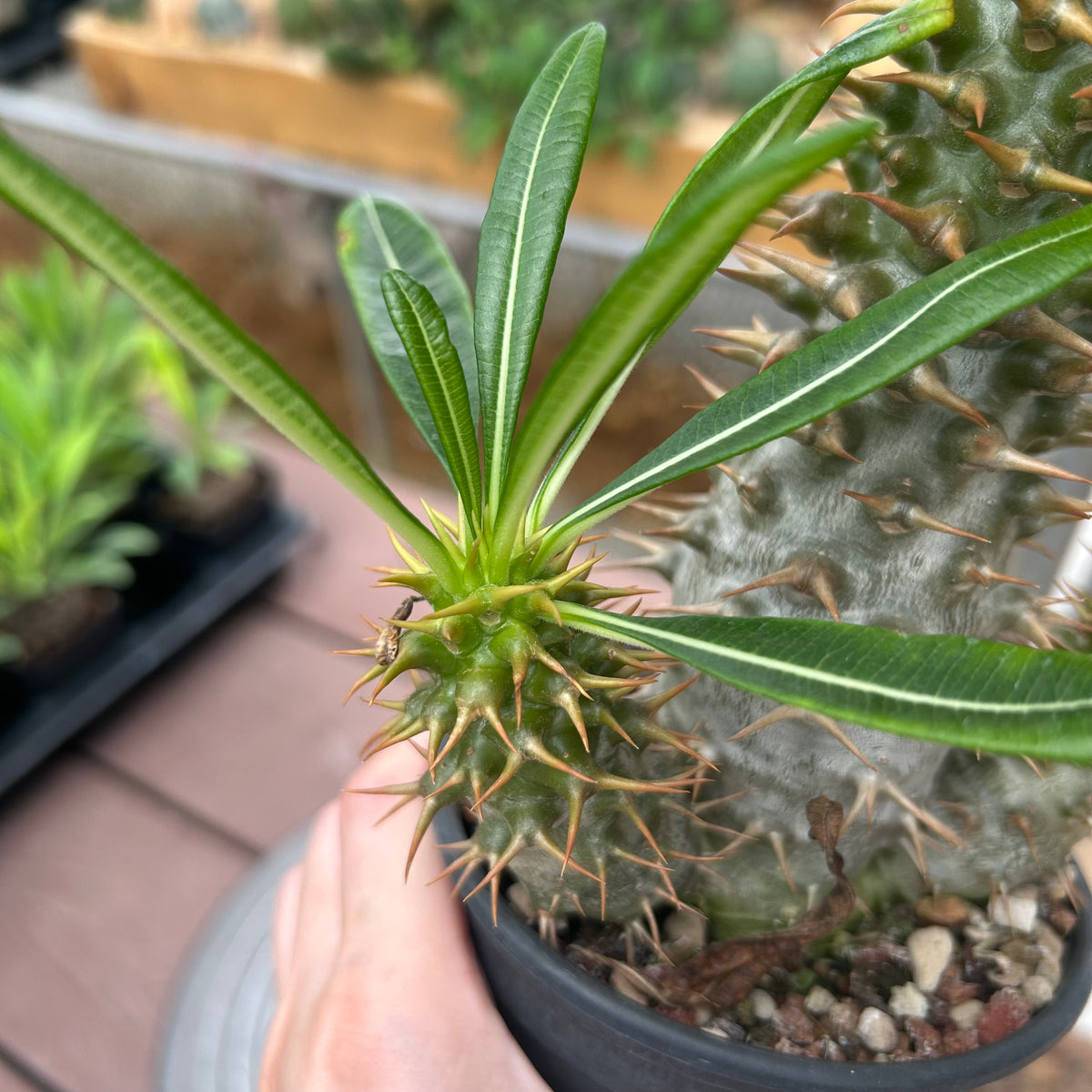 Pachypodium ambongense-Pachypodium-H20-25cm-image-17