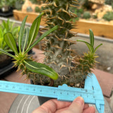 Pachypodium ambongense-Pachypodium-H20-25cm-image-19