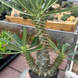 Pachypodium ambongense-Pachypodium-H20-25cm-image-21