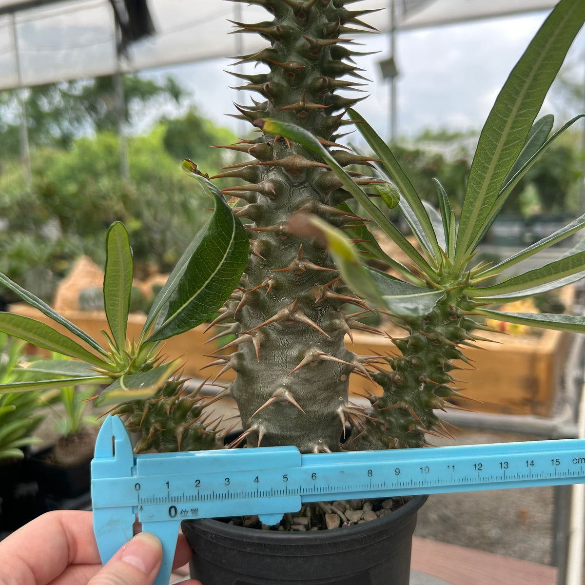 Pachypodium ambongense-Pachypodium-H20-25cm-image-23