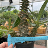 Pachypodium ambongense-Pachypodium-H20-25cm-image-23