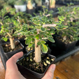 Commiphora monstruosa-Burseraceae-H4-6cm-image-2