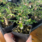 Commiphora monstruosa-Burseraceae-H4-6cm-image-3