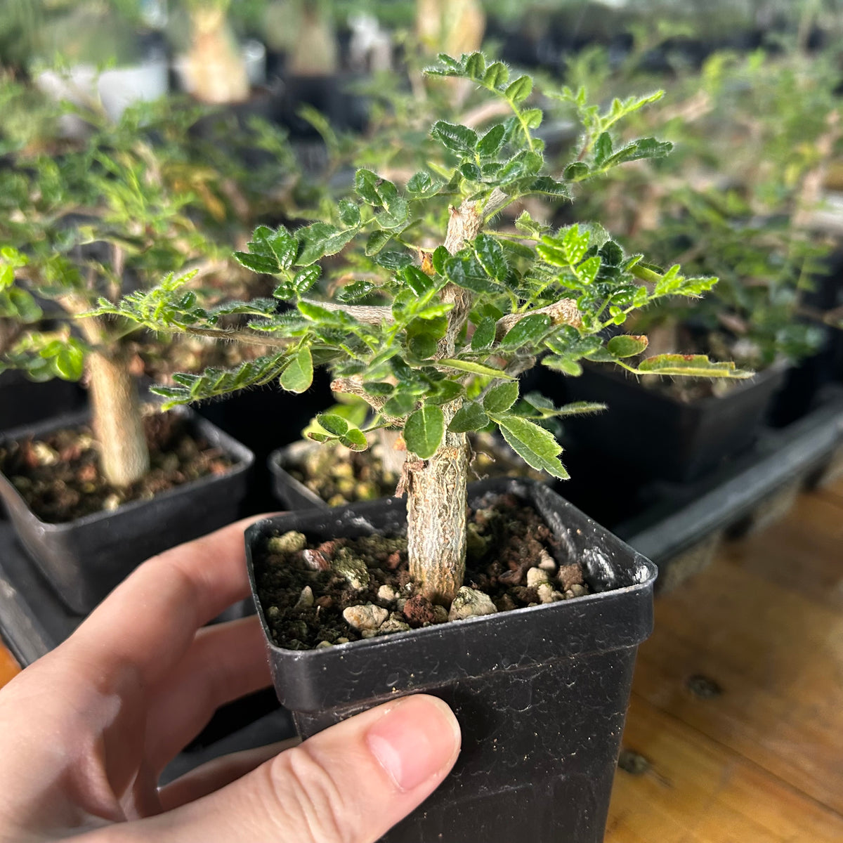 Commiphora monstruosa-Burseraceae-H4-6cm-image-5