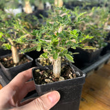 Commiphora monstruosa-Burseraceae-H4-6cm-image-5