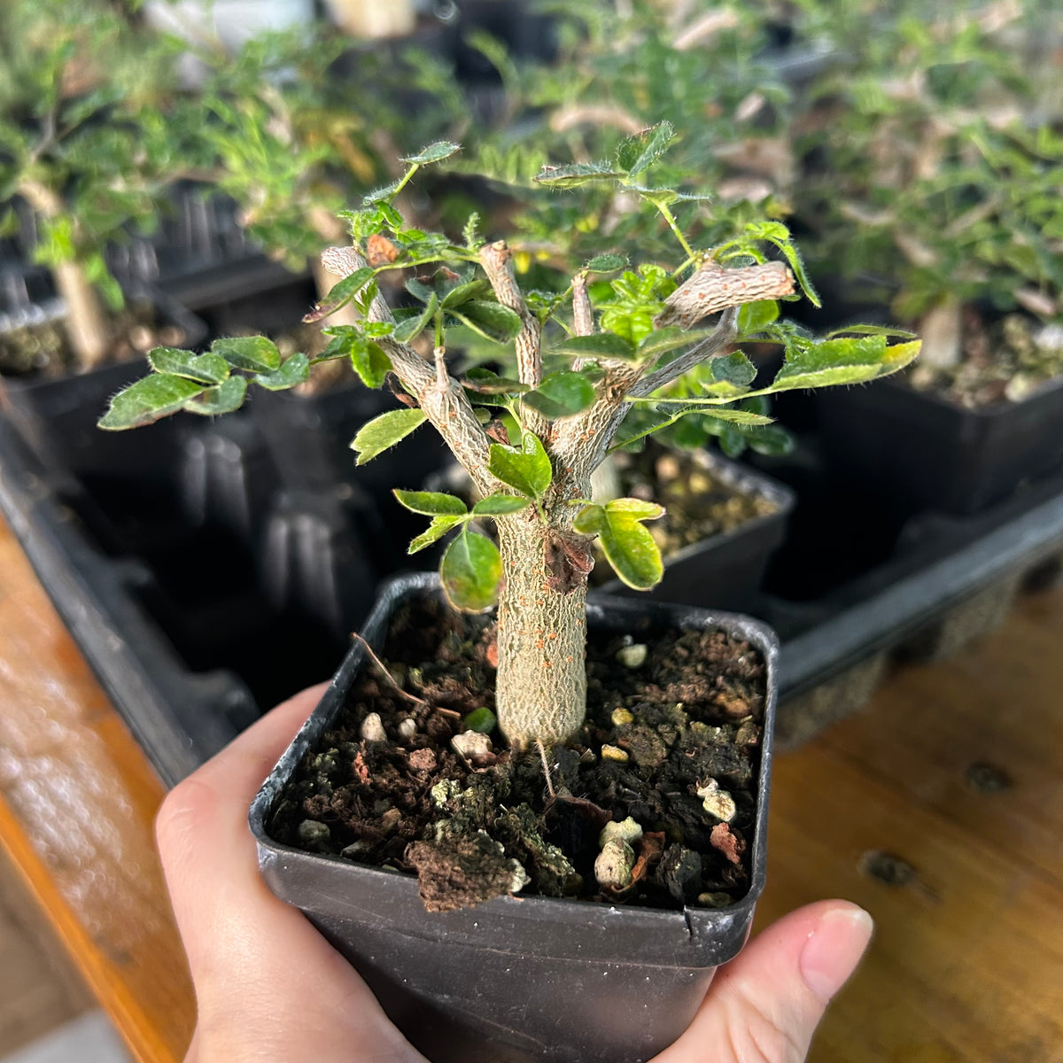 Commiphora monstruosa-Burseraceae-H4-6cm-image-6