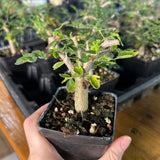 Commiphora monstruosa-Burseraceae-H4-6cm-image-6