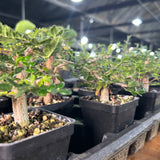 Commiphora monstruosa-Burseraceae-H4-6cm-image-8