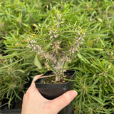 Euphorbia brachyphylla-Euphorbia-W4-6cm&W6-8cm-image-7
