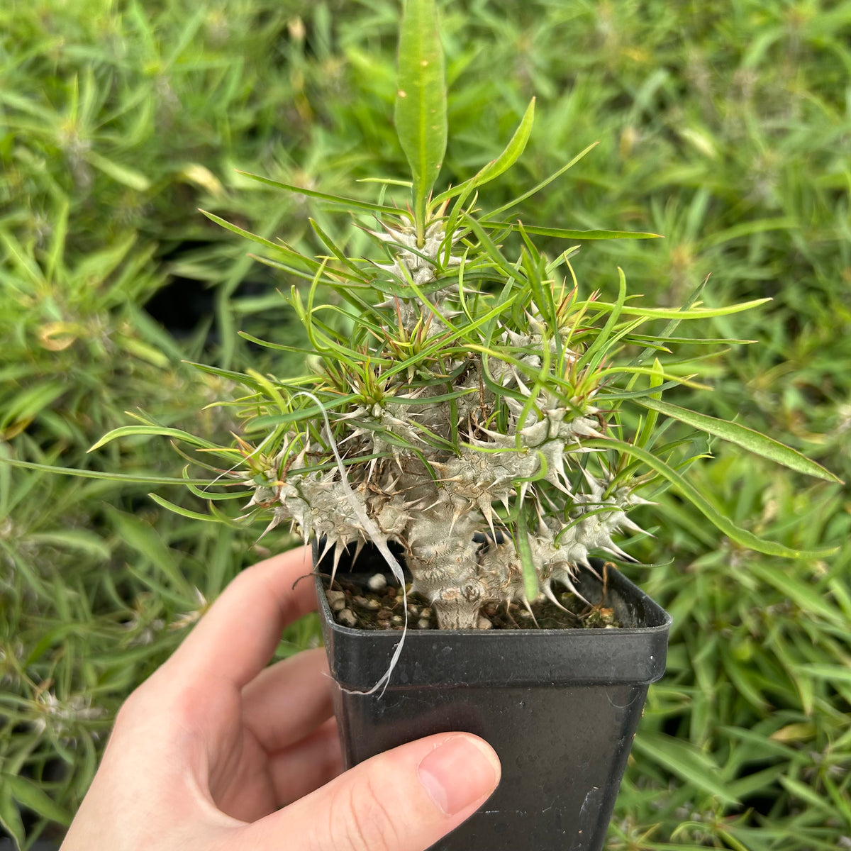Euphorbia brachyphylla-Euphorbia-W4-6cm&W6-8cm-image-8