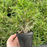Euphorbia brachyphylla-Euphorbia-W4-6cm&W6-8cm-image-9
