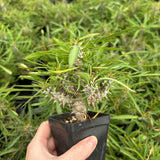Euphorbia brachyphylla-Euphorbia-W4-6cm&W6-8cm-image-11