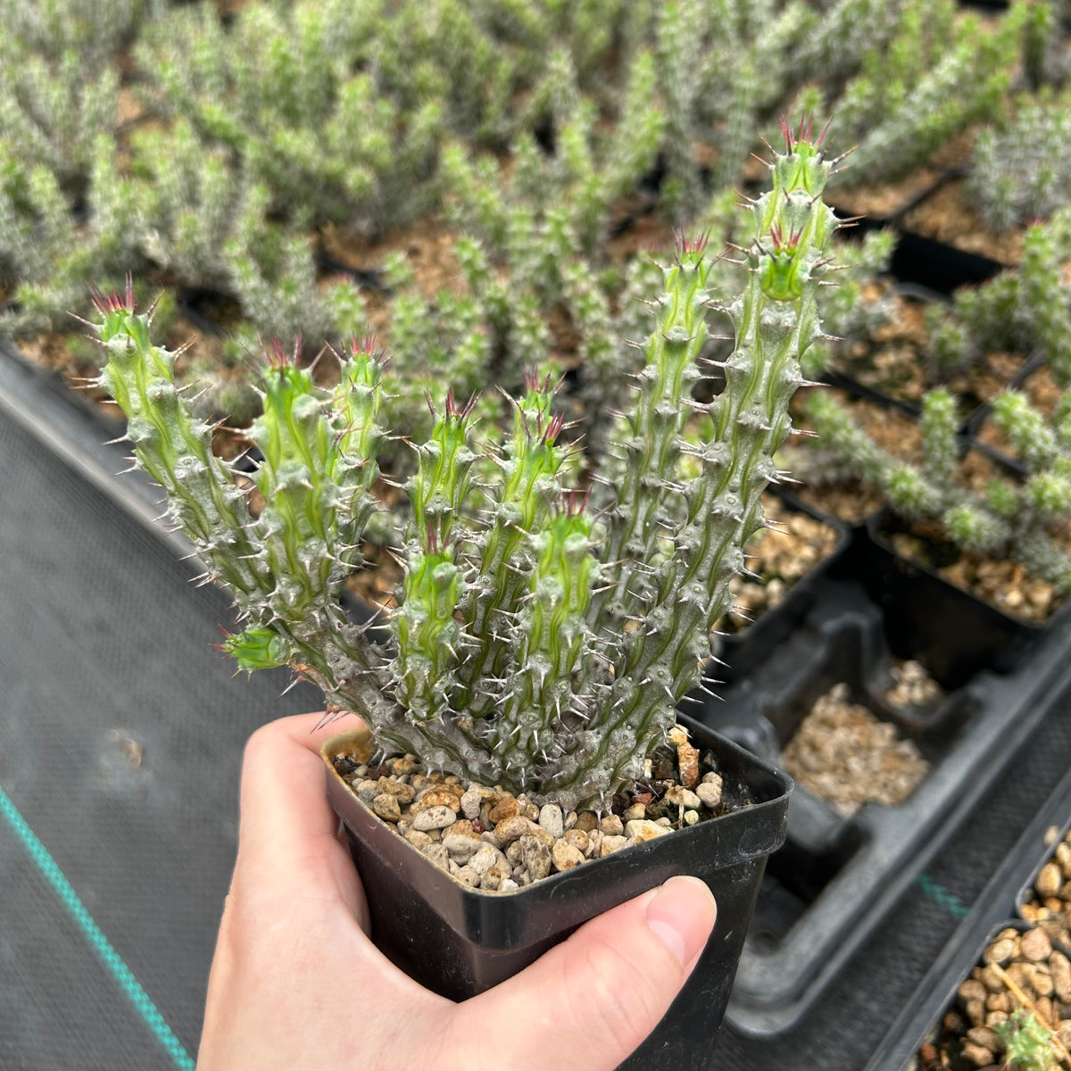 Euphorbia corniculata-Euphorbia-W6-8cm&W8-10cm-image-11